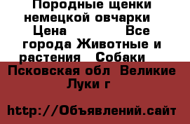 Породные щенки немецкой овчарки › Цена ­ 24 000 - Все города Животные и растения » Собаки   . Псковская обл.,Великие Луки г.